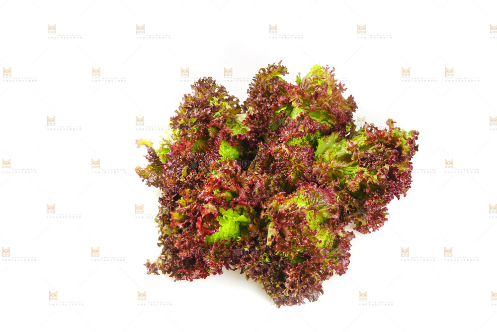 一堆新鲜紫生菜