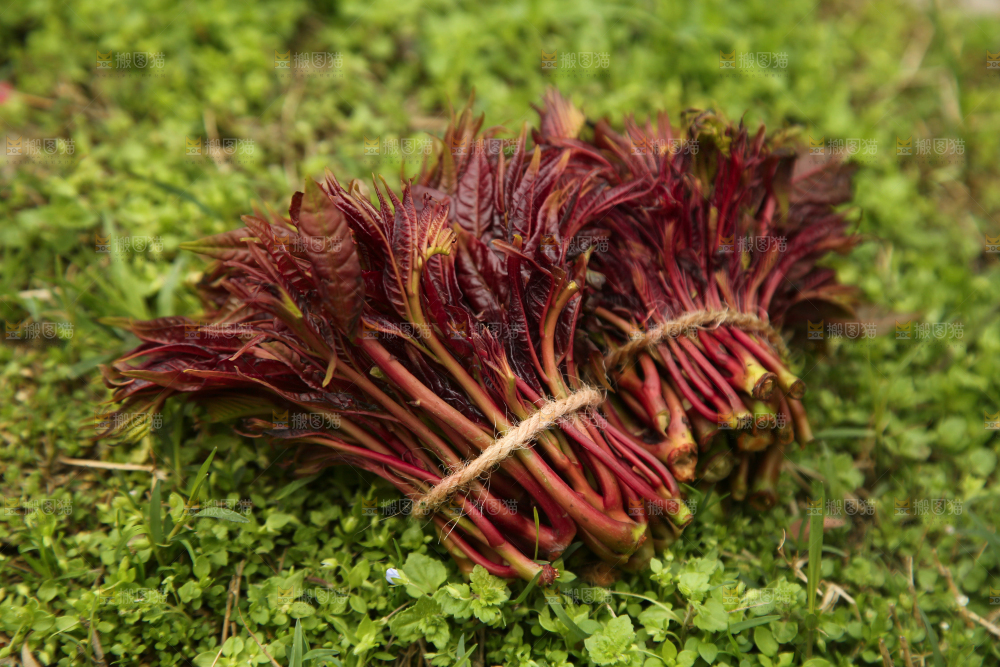 草地上的头茬香椿芽