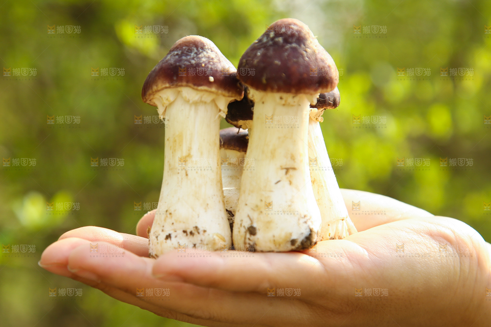 手里拿着赤松茸