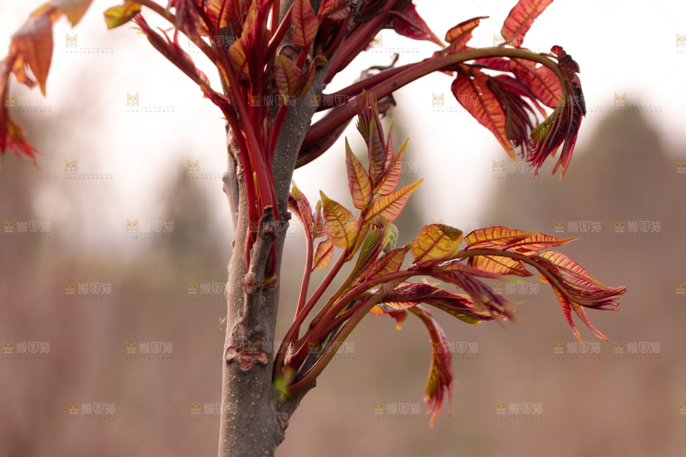 树叶上的头茬香椿芽
