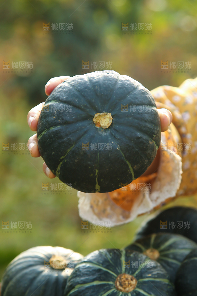 手里拿着板栗南瓜
