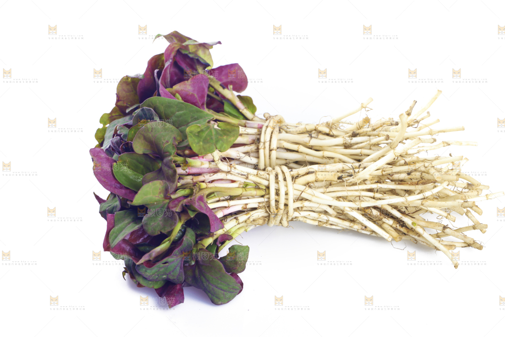 白底上的折耳根