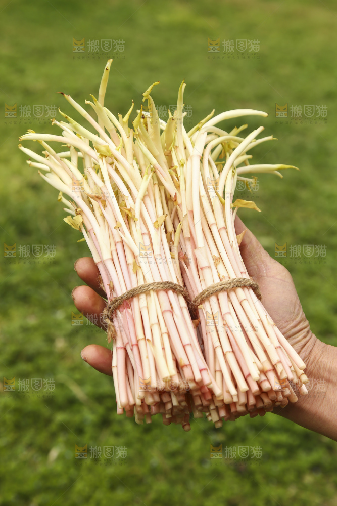 手里拿着折耳根嫩芽