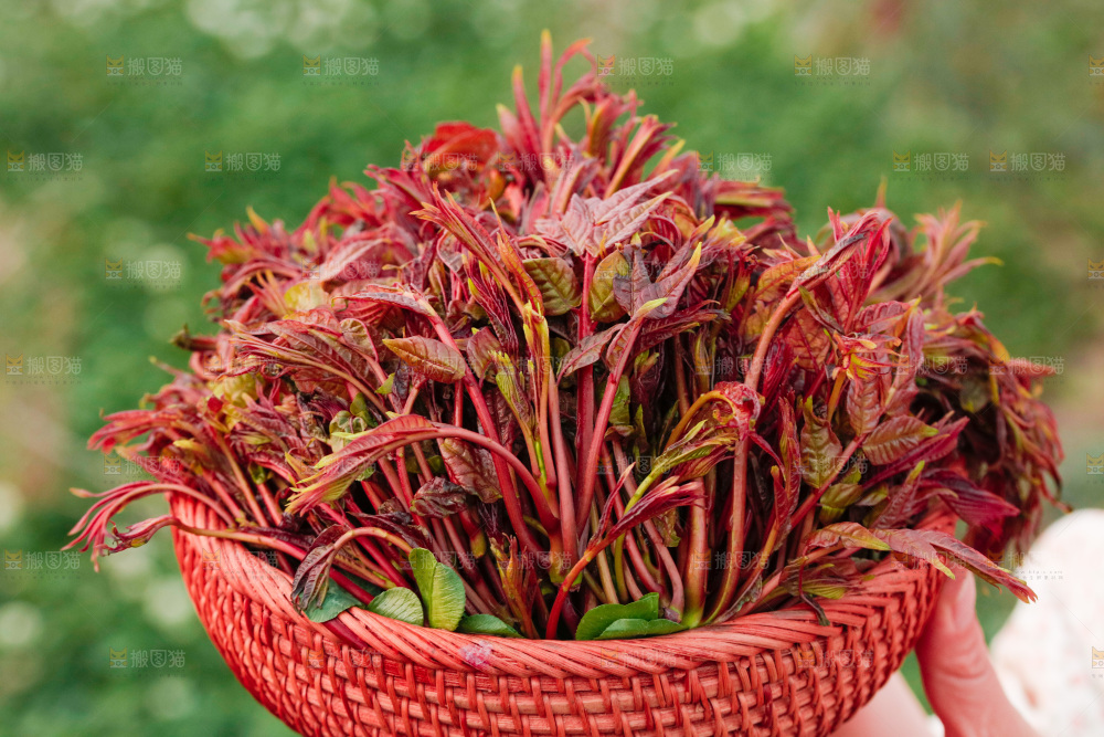 手里端着一篮红芽香椿