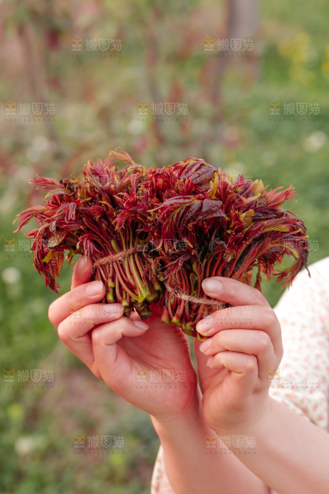 手里拿着红油香椿芽