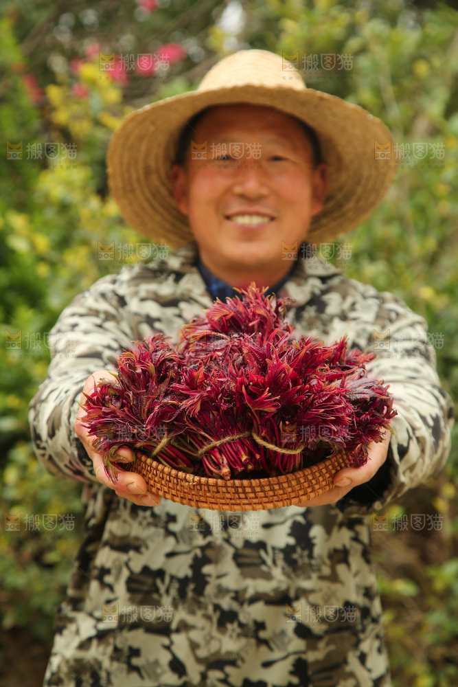 手里端着一篮红油香椿芽