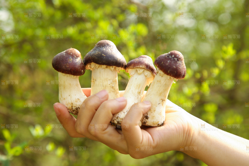 手里拿着赤松茸