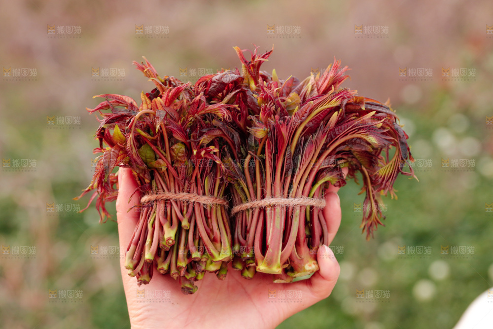 手里拿着红油香椿芽