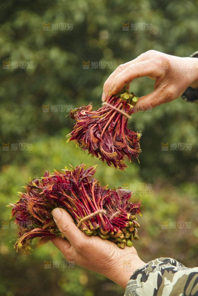 手里拿着香椿芽
