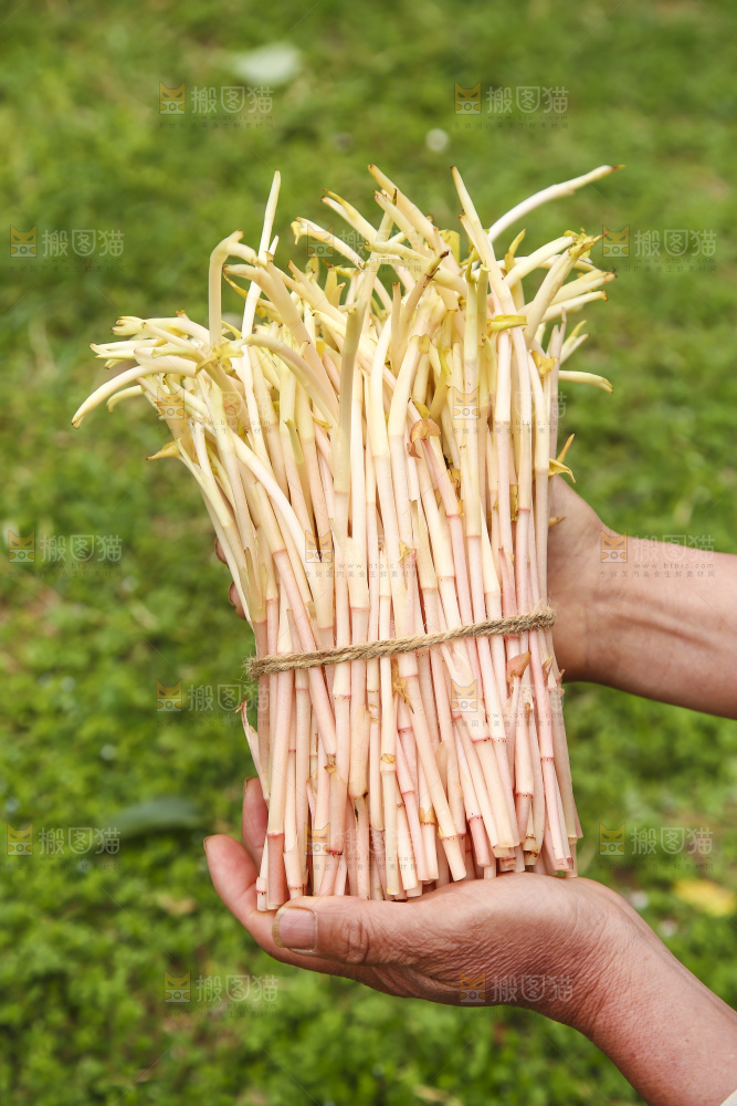 手里拿着鱼腥草嫩芽
