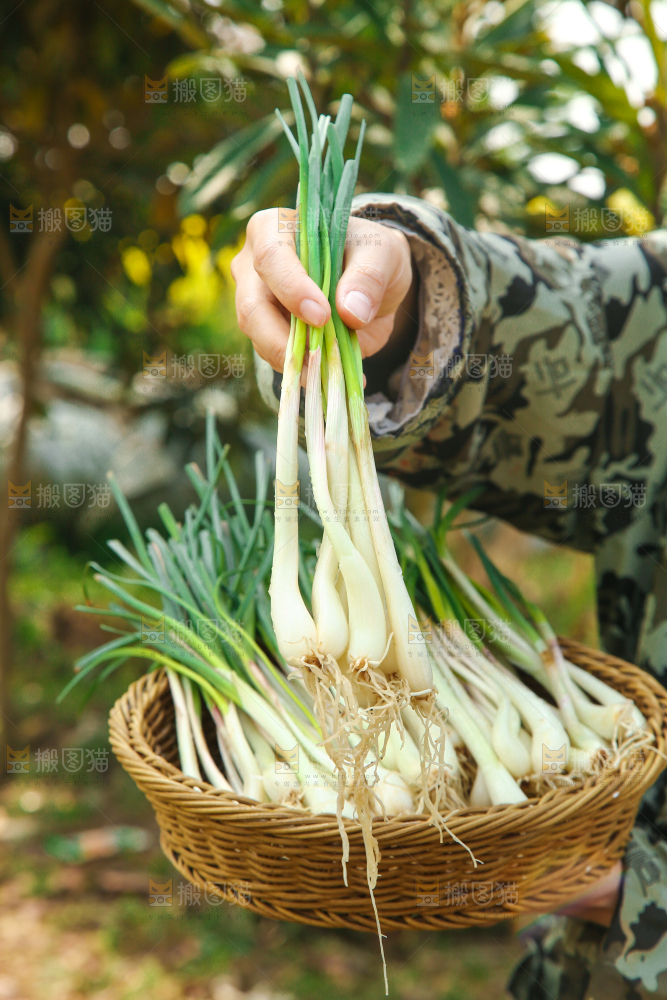 手里拿着四川带叶藠头