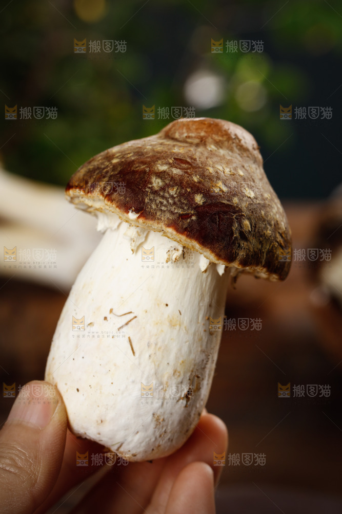 手里拿着赤松茸