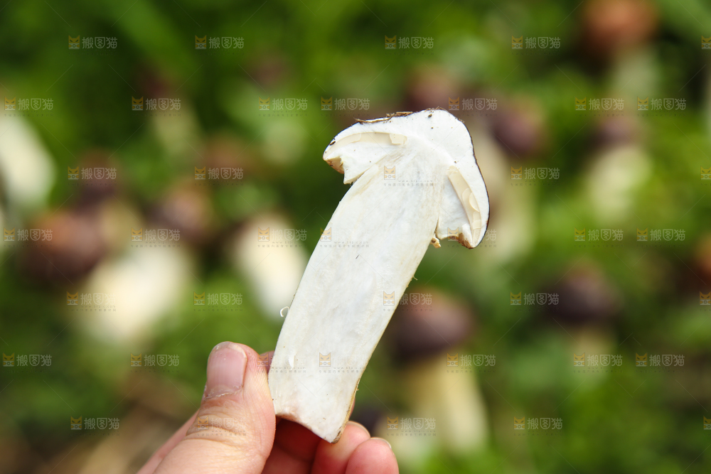 手里拿着赤松茸