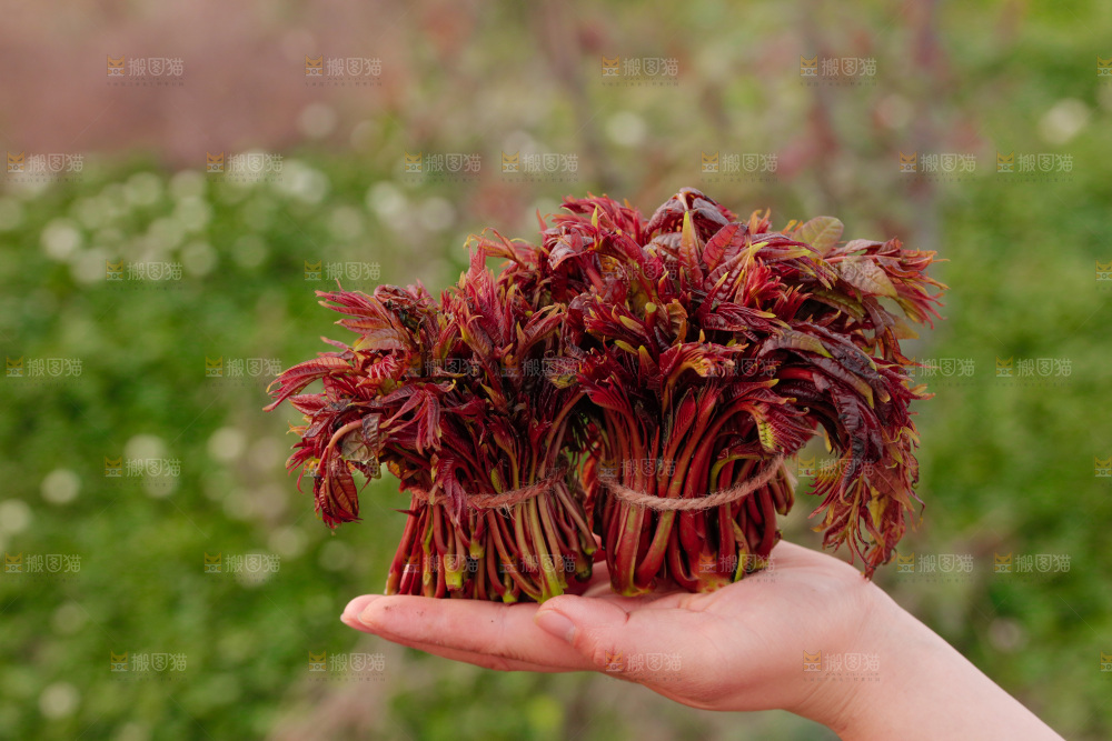 手里拿着红油香椿芽