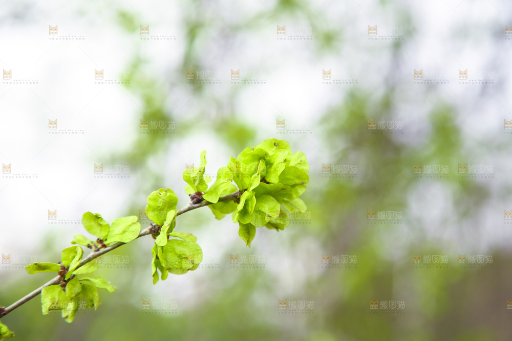 榆钱树叶