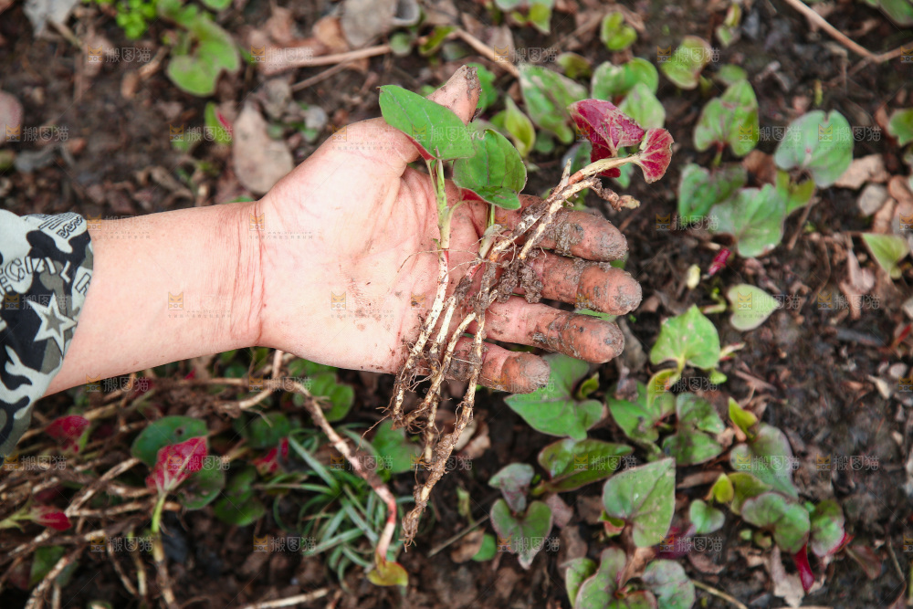 手里拿着折耳根