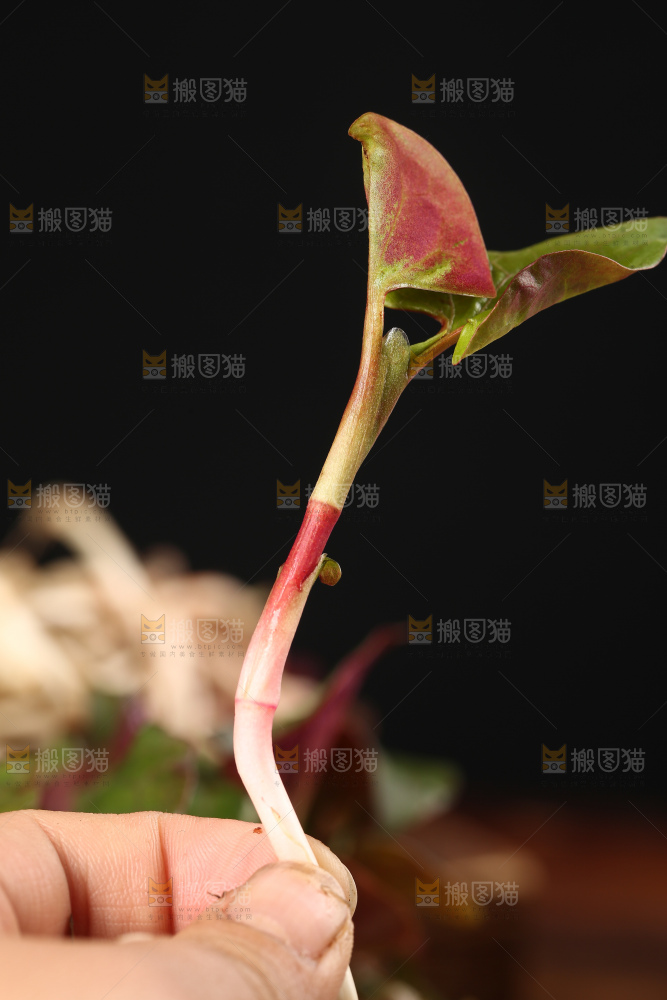 鲜嫩折耳根