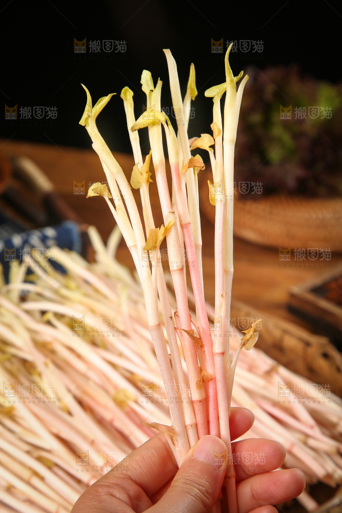 手里拿着折耳根尖