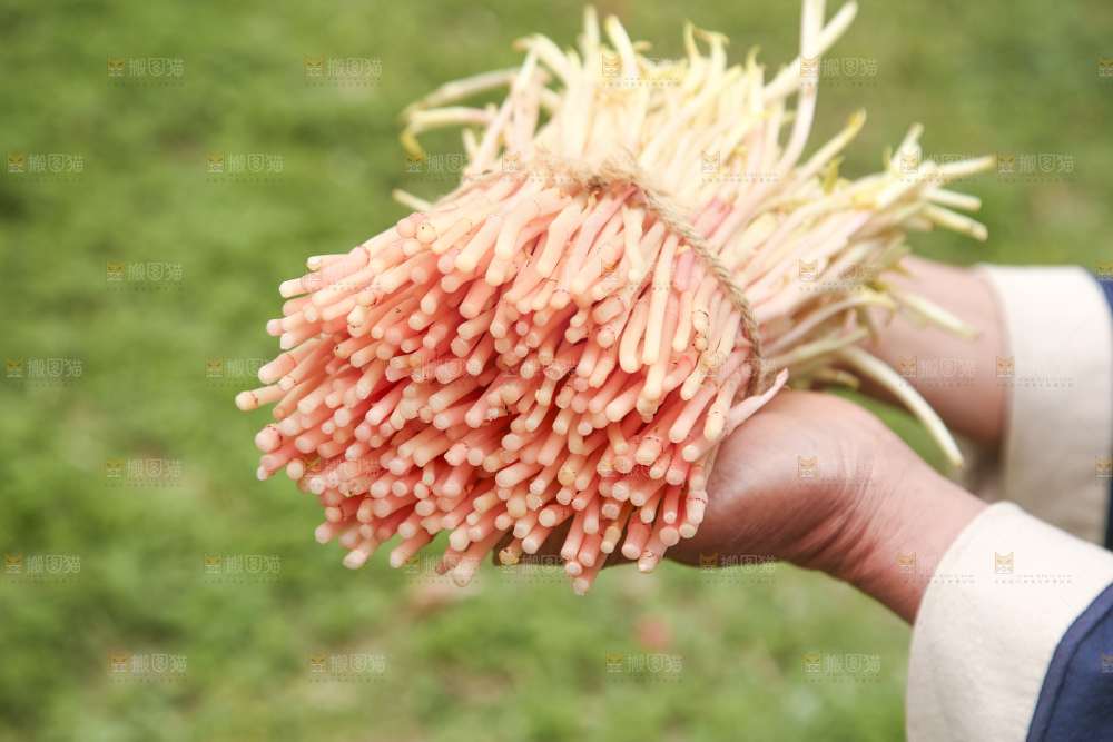 手里拿着鱼腥草嫩芽