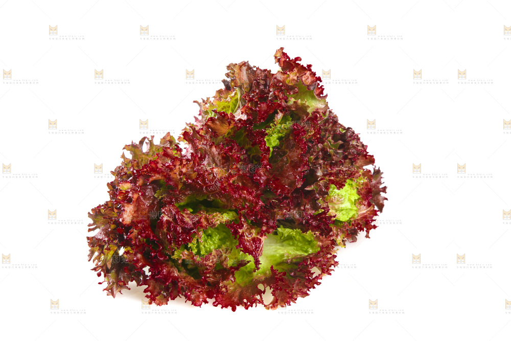 白底上的罗莎红生菜