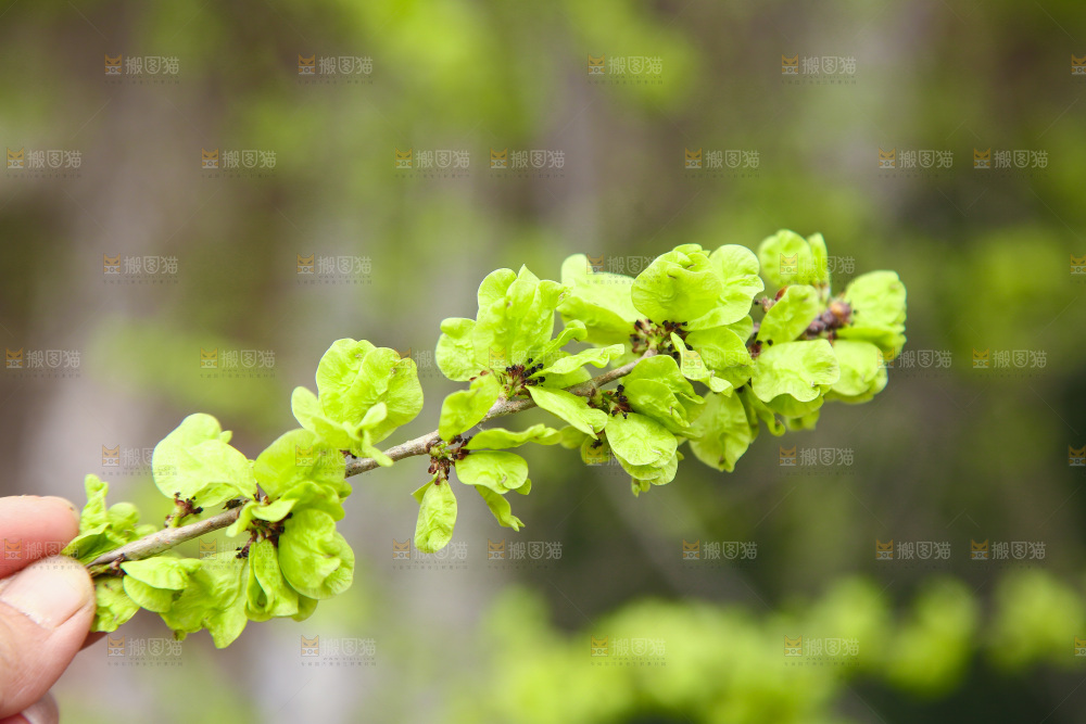 手里拿着榆钱树枝