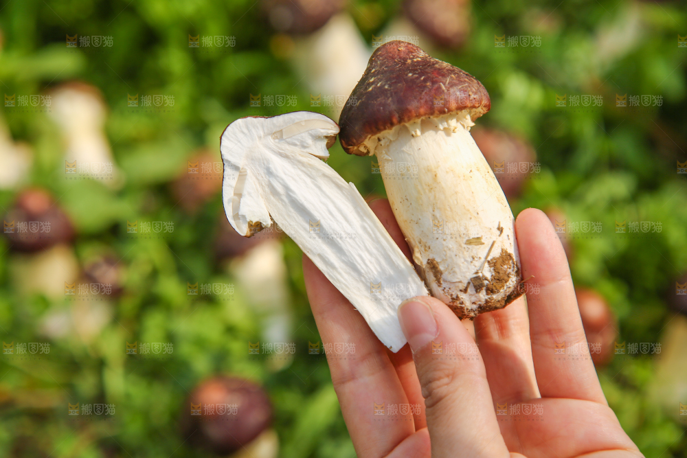 手里拿着赤松茸