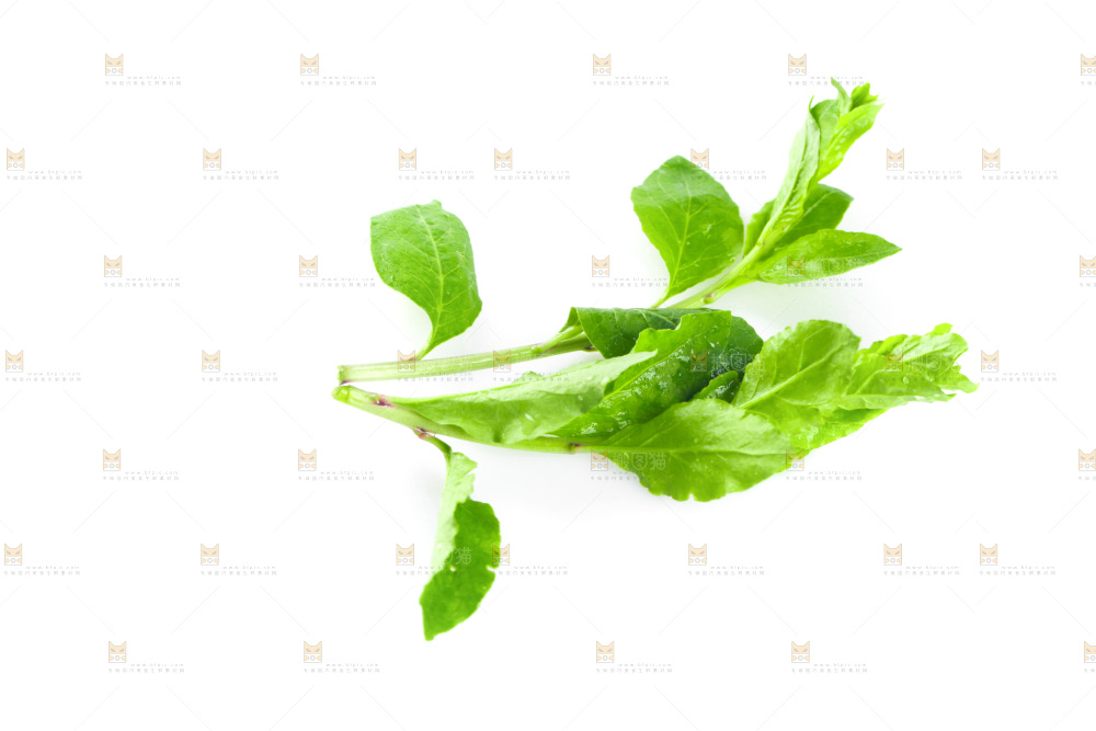 白底上放着枸杞芽