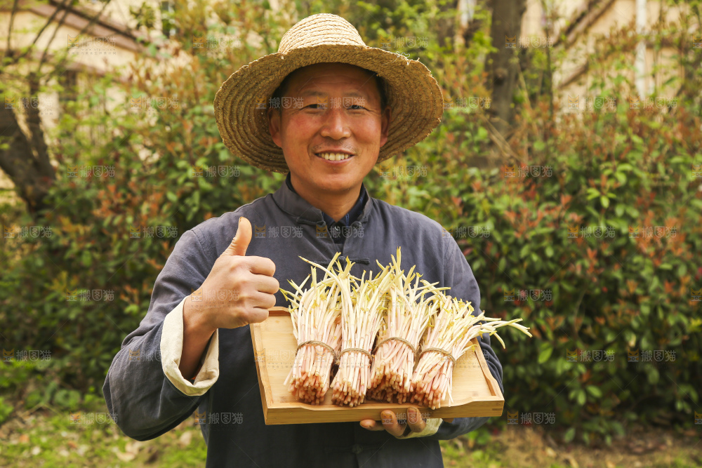 手里端着一盘折耳根嫩芽
