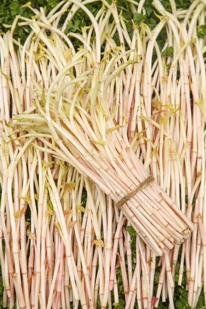 新鲜的鱼腥草嫩芽