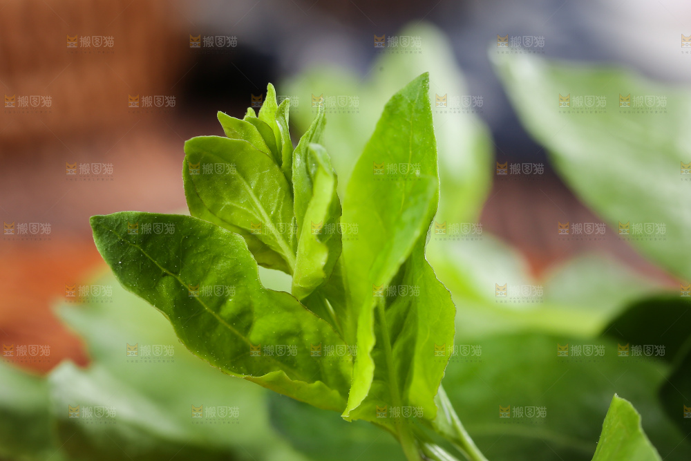 新鲜的枸杞菜