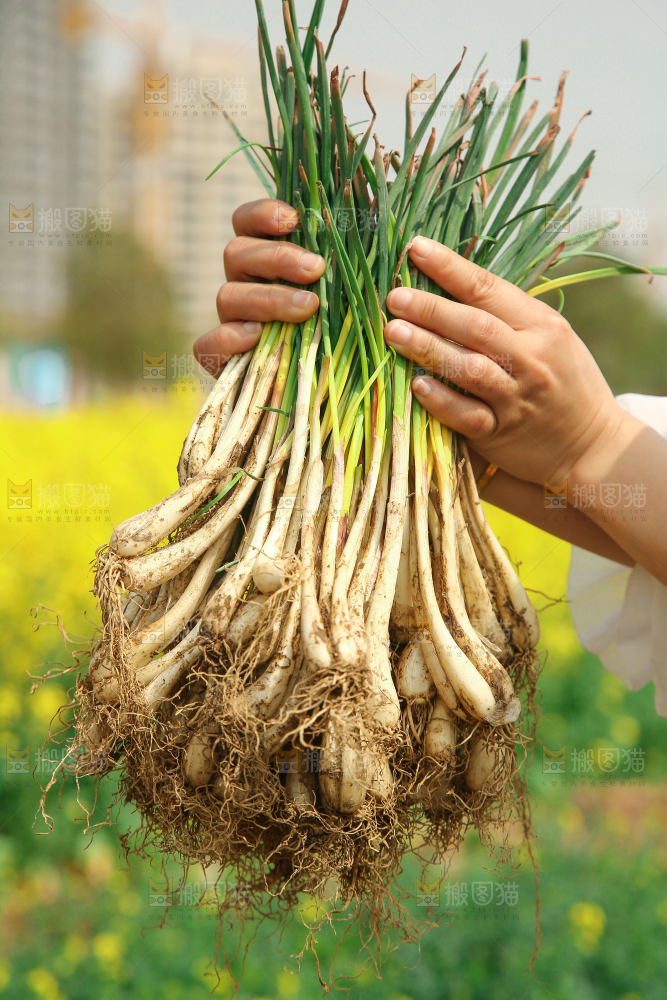 手里拿着荞头