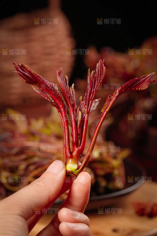 手里拿着红芽香椿