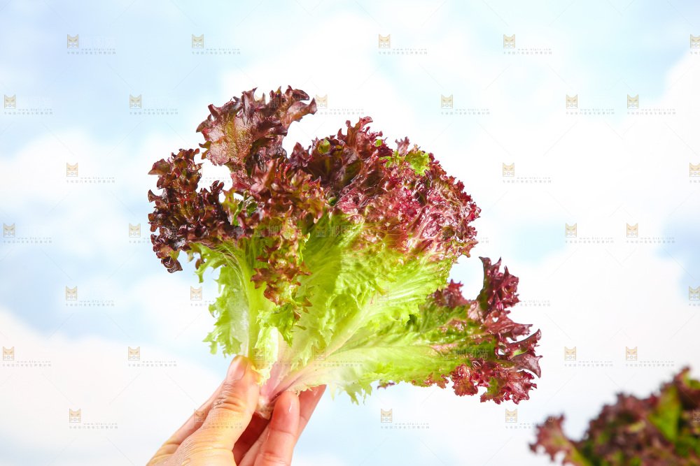 手里拿着紫生菜