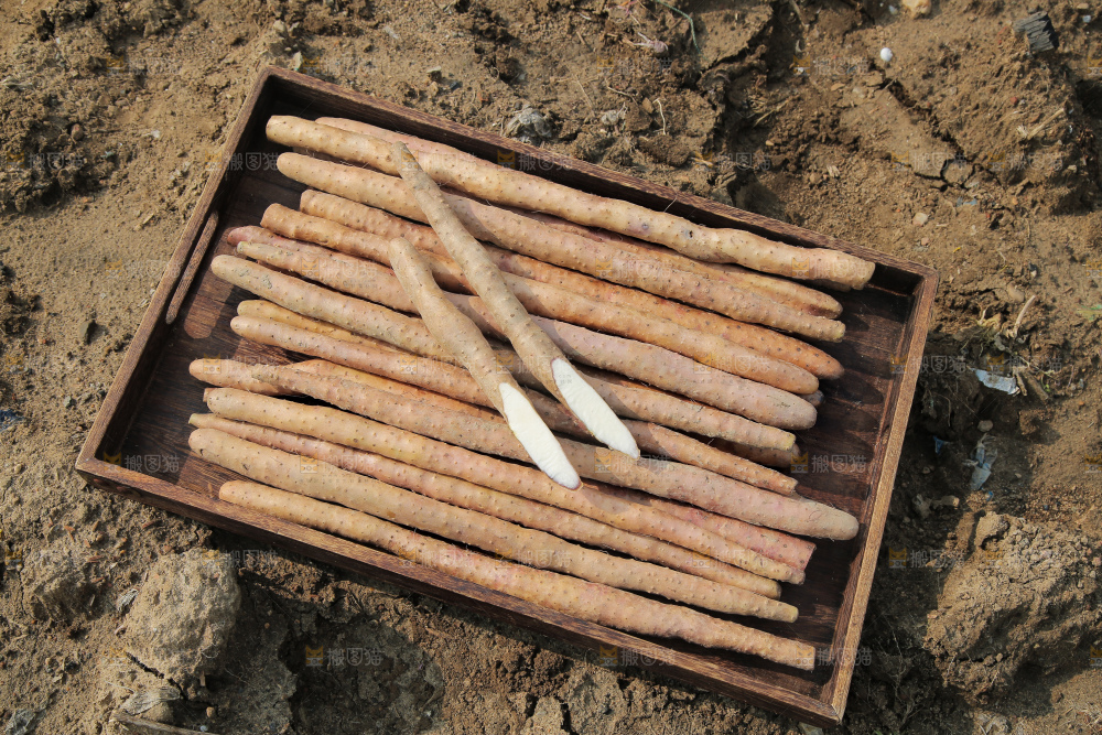 一盘铁棍山药
