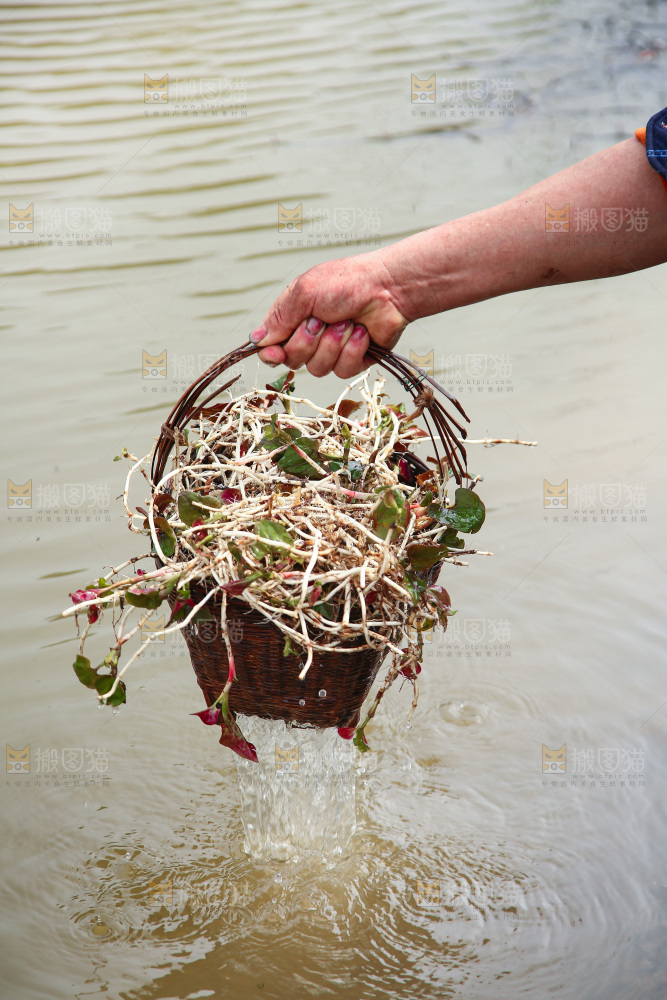 手里提着一篓鱼腥草