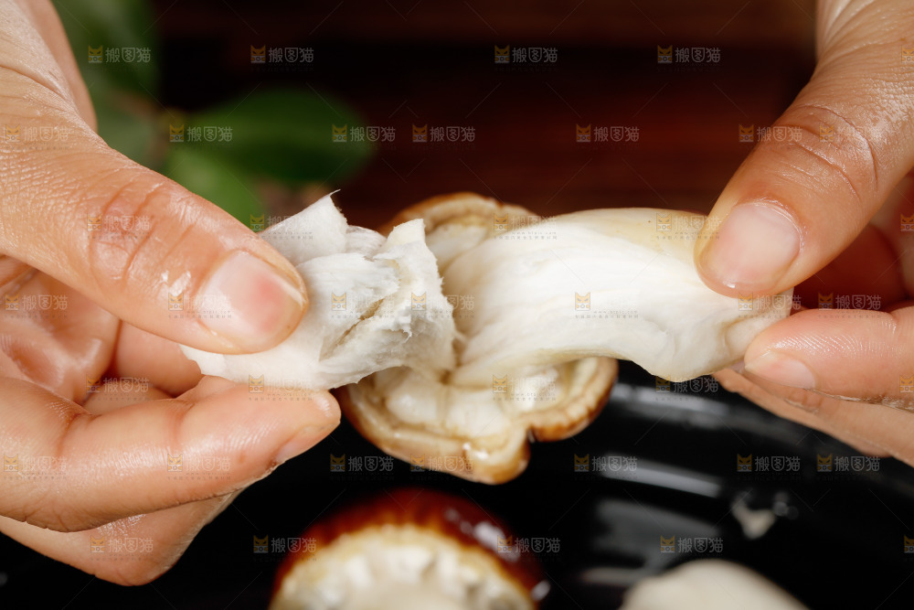 手里拿着赤松茸