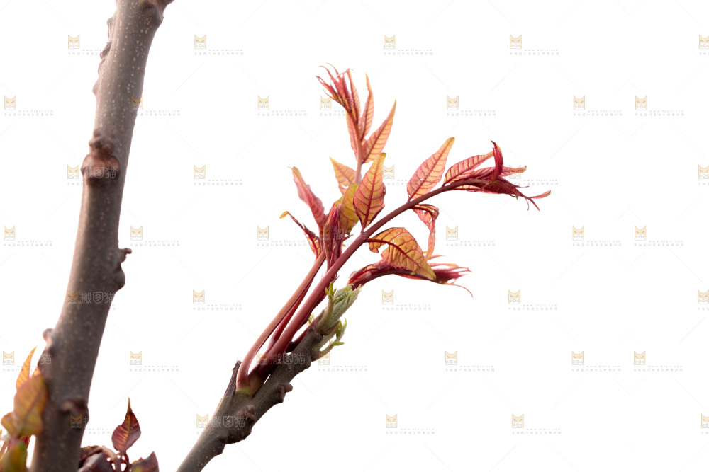 树叶上的头茬香椿芽