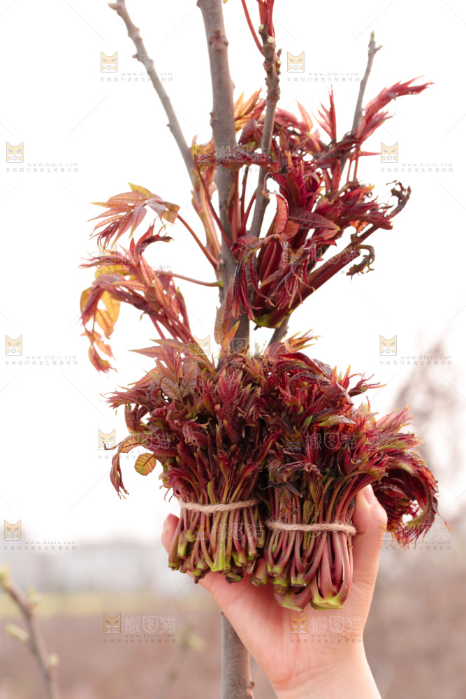 手里拿着红油香椿芽