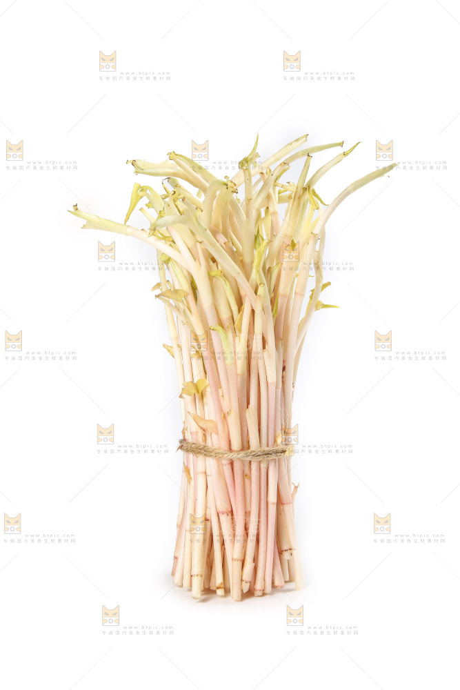 白底上的鱼腥草嫩芽