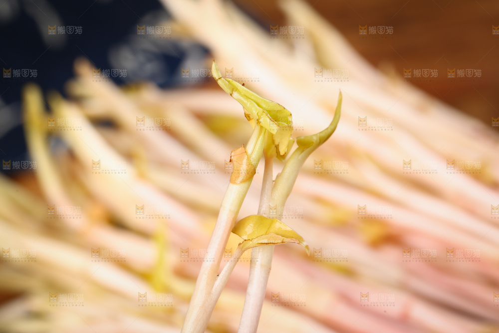 新鲜的鱼腥草嫩芽