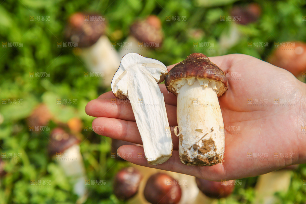 手里拿着赤松茸