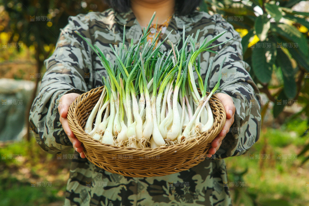 手里端着一篮带叶藠头