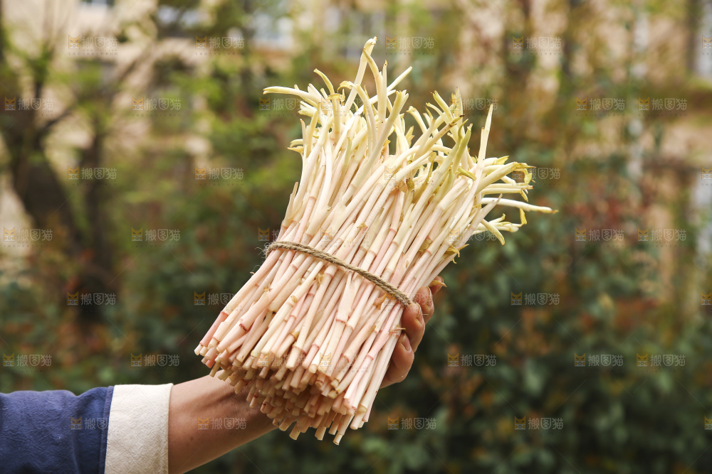 手里拿着鱼腥草嫩芽
