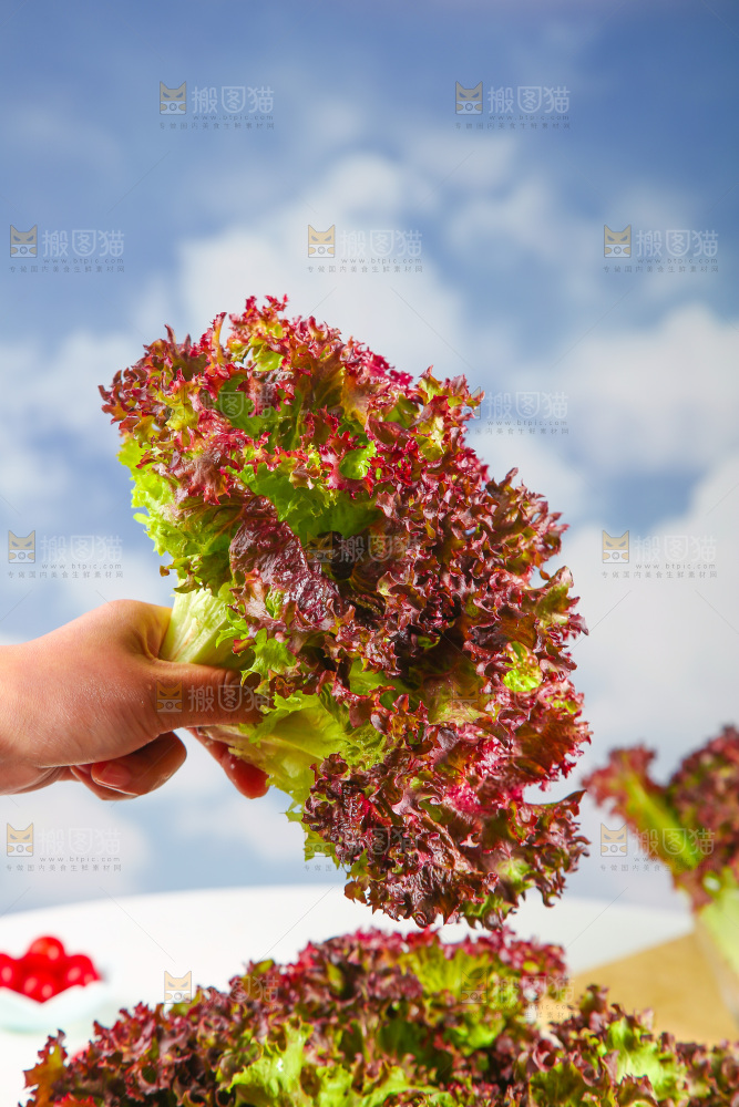 手里拿着紫生菜