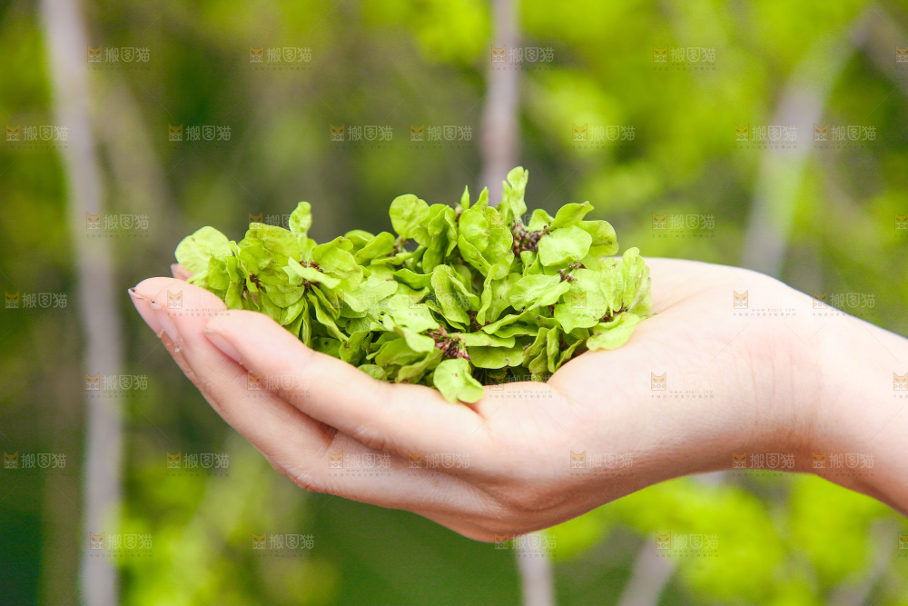 手里拿着榆钱