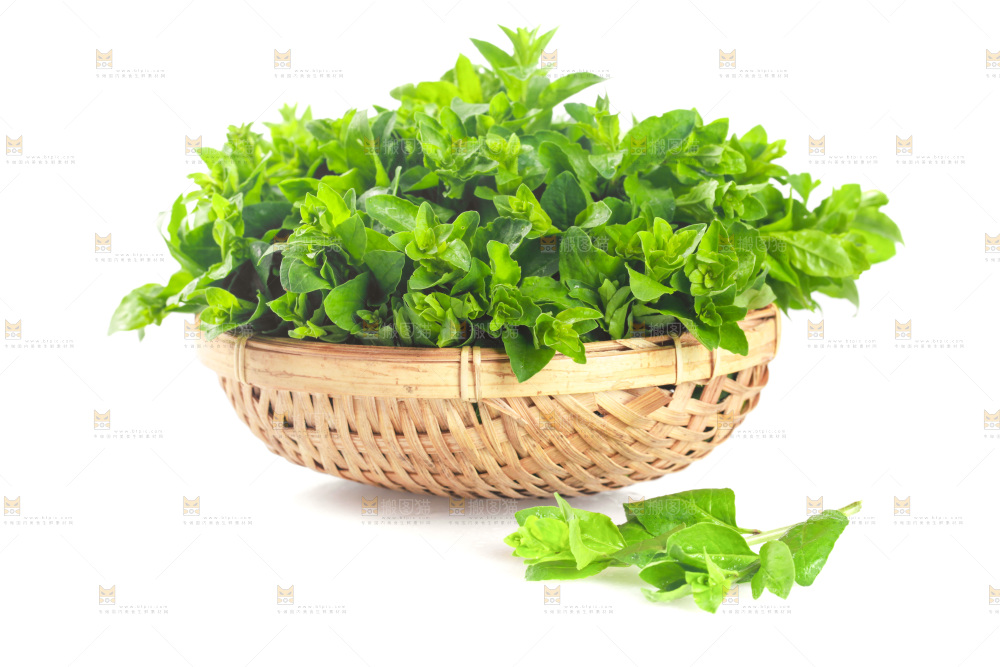 一篮枸杞菜