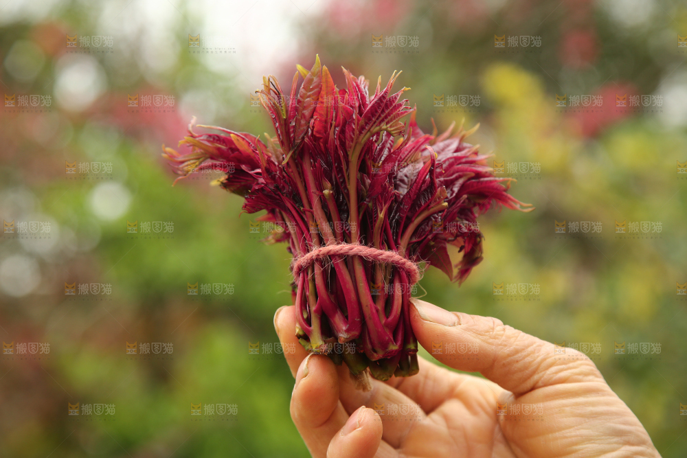 手里拿着一把红芽香椿