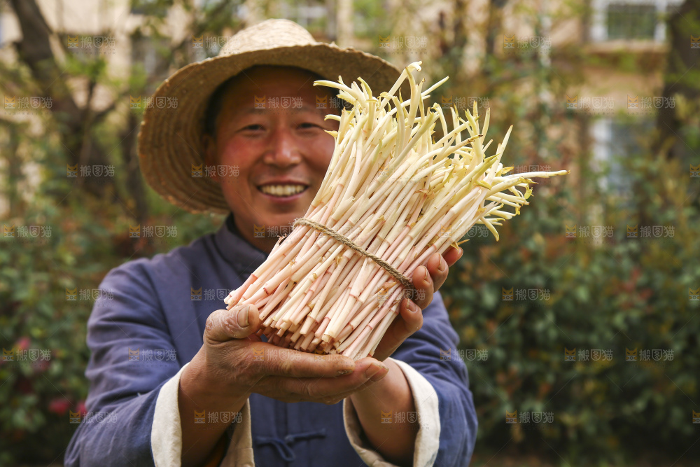 手里拿着鱼腥草嫩芽