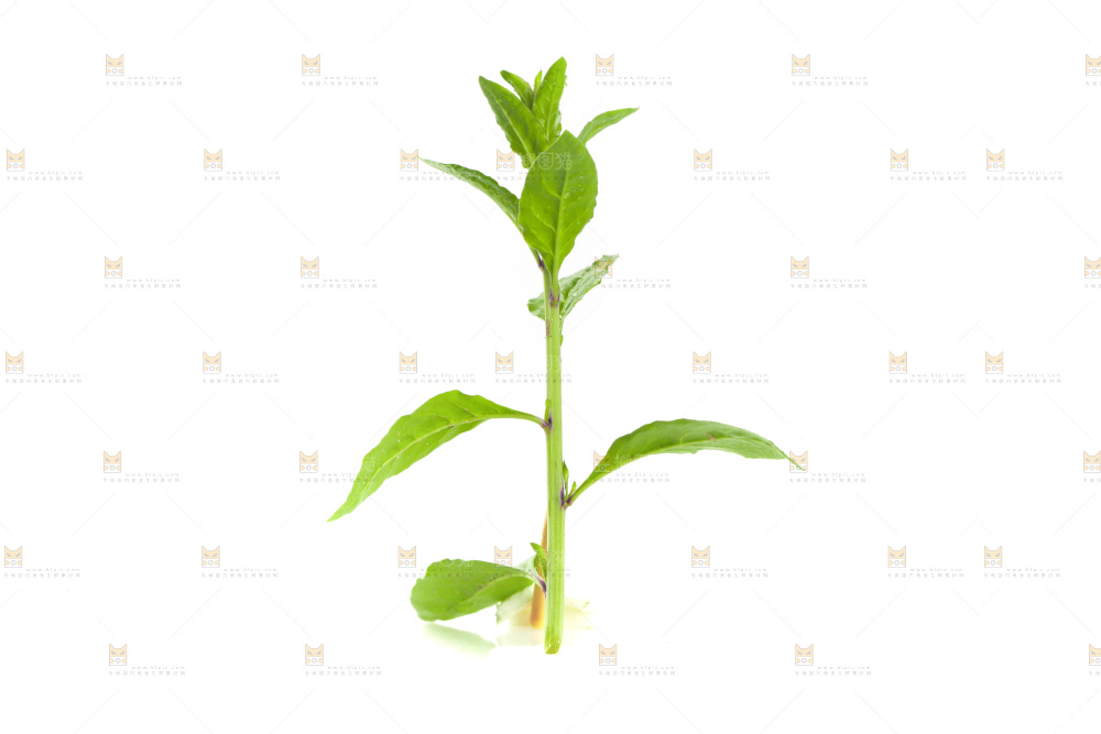 白底上的枸杞菜芽
