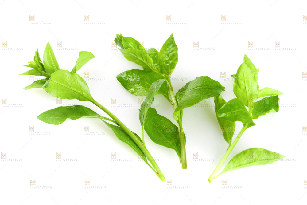 白底上的枸杞菜芽